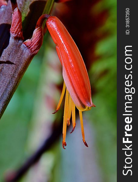 Close up of red aloe blossoms in sunshine