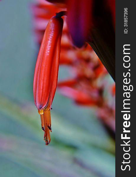 Close up of red aloe blossoms in sunshine