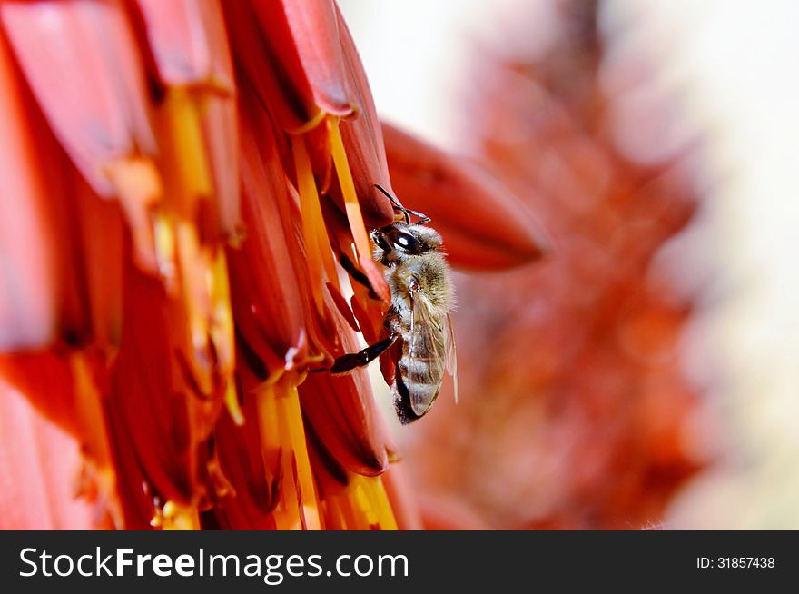 Aloe Blossom and Bee