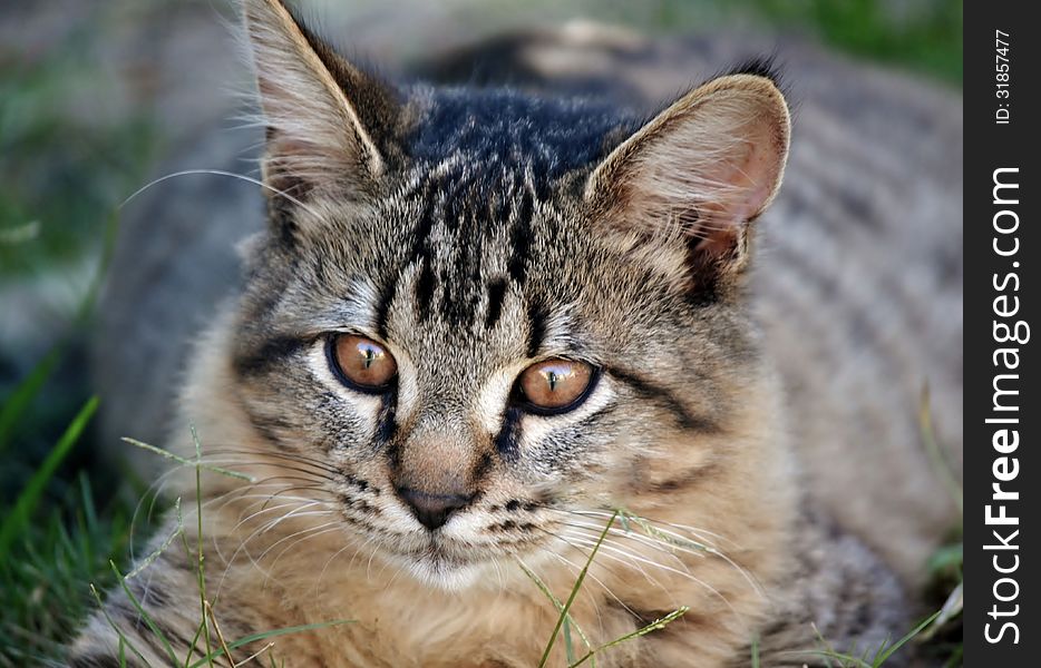 Close up of cat hiding in the grass. Close up of cat hiding in the grass