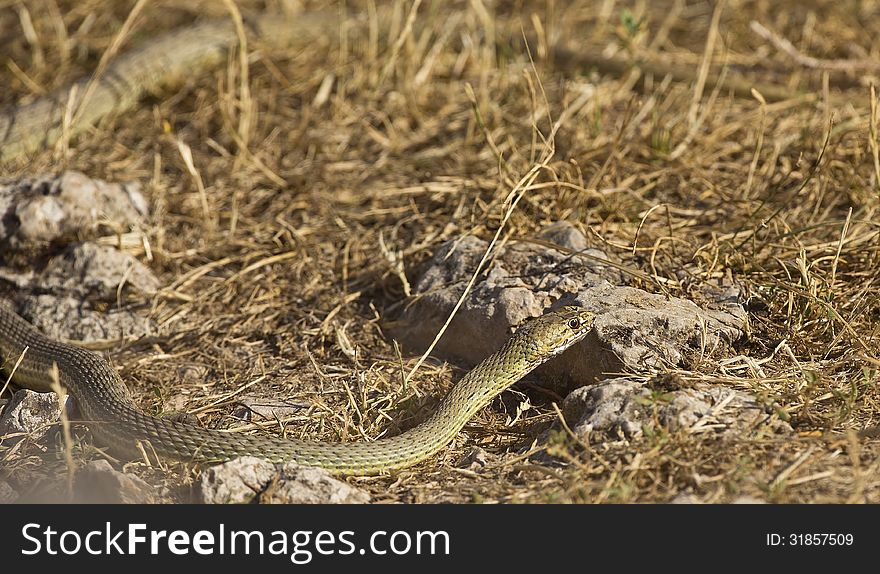 A eastern montpellier snake is on a rock