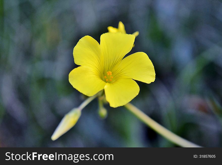 Close up of little yellow flower