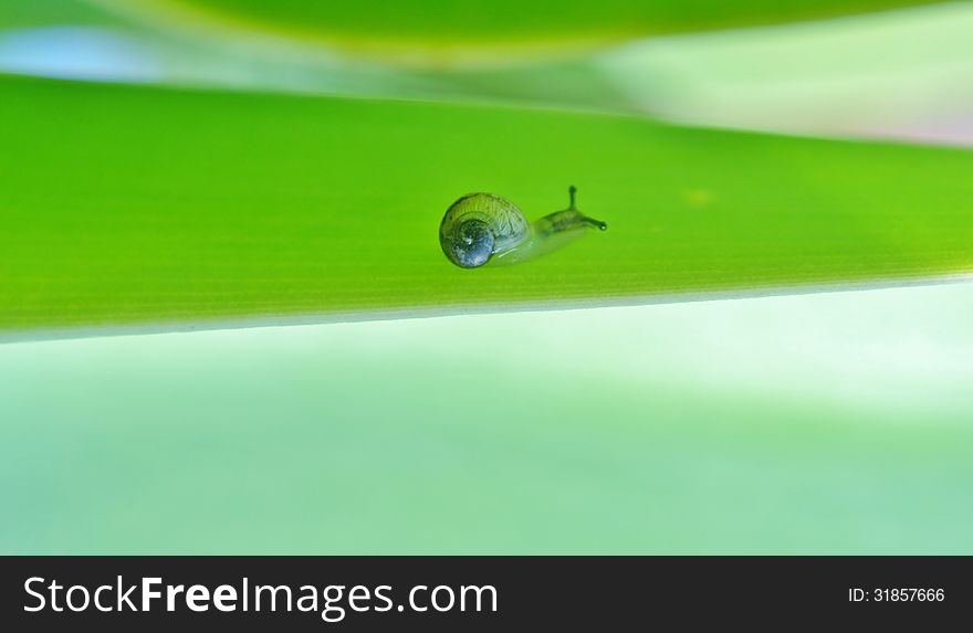 Macro image of tiny snail on green leaf