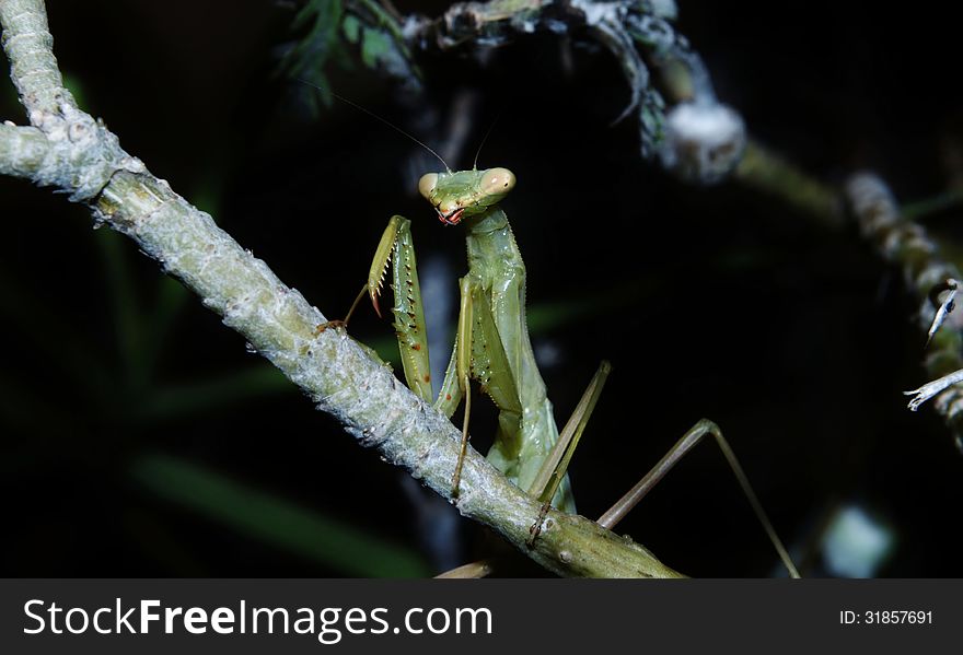 Close up of green praying mantis on twig