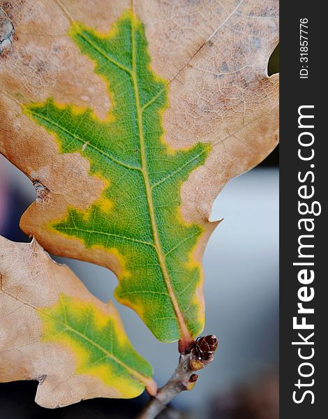 Close up of dried up brown and green oak leafs. Close up of dried up brown and green oak leafs