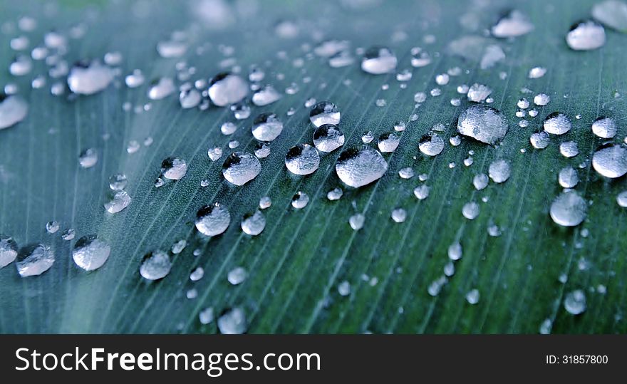 Close up of rain drops on green lily leaf. Close up of rain drops on green lily leaf