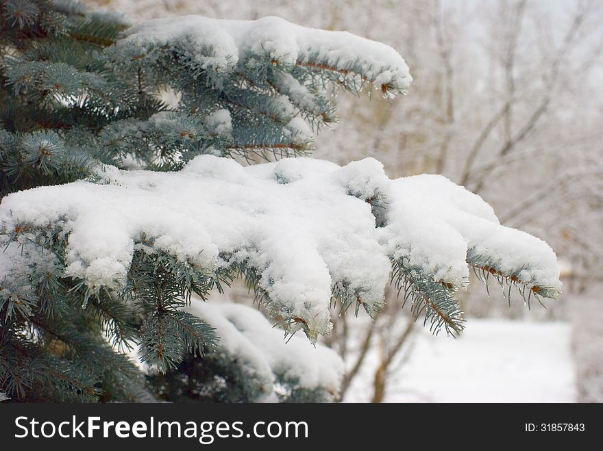 Snow On Fir Branches