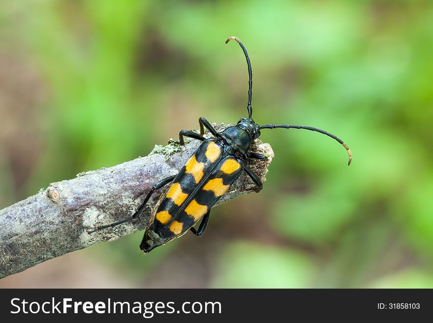 A longhorn beetle (Leptura quadrifasciata) sitting on a dry bent. Close-up.