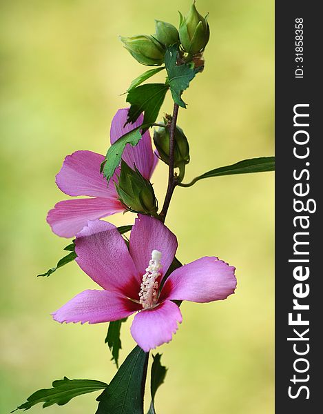 Pink rose of sharon flower aka althea with green leaves on a vine against a light green background