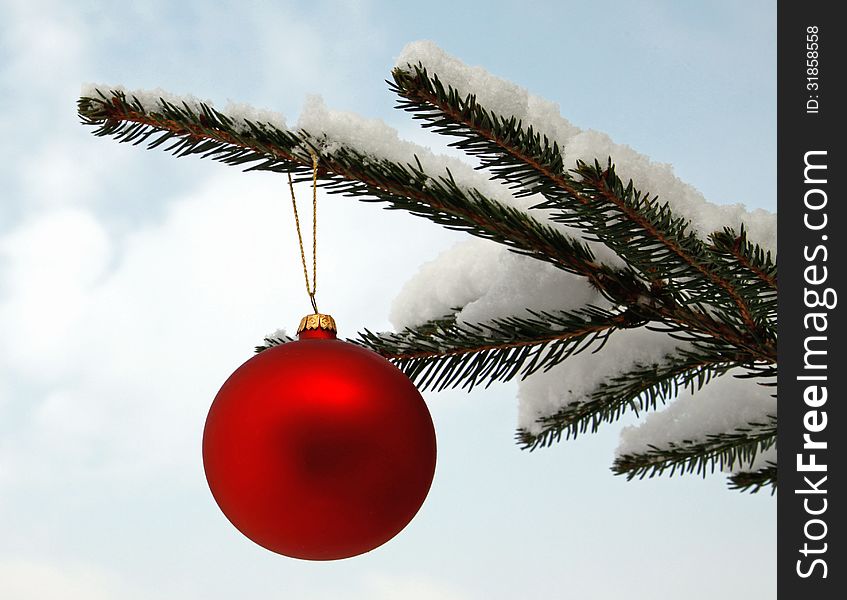 Red glass ball hanging on the snowy twig of the spruce. Red glass ball hanging on the snowy twig of the spruce