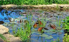 Small Pond With Lily Pads. Royalty Free Stock Photos
