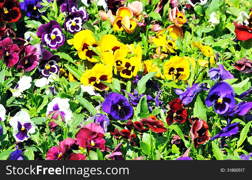 Multicolored pansies on the meadow.