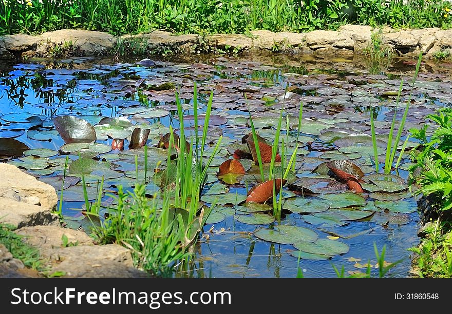 Small Pond With Lily Pads.