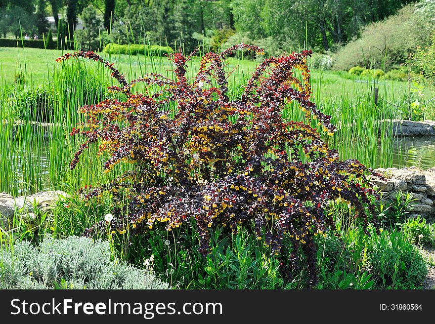 Background: shrub with burgundy leaves and yellow flowers.