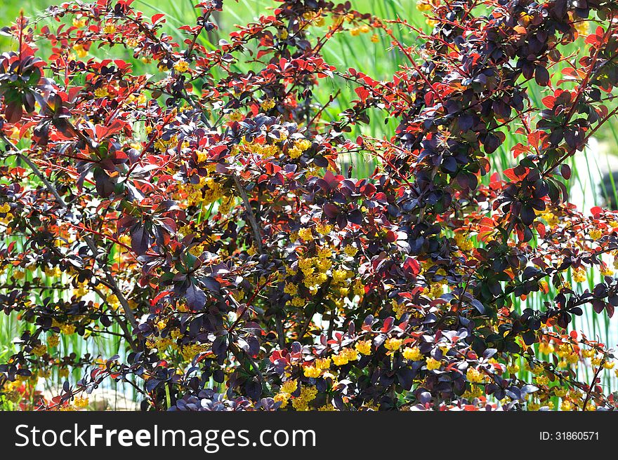 Background: shrub with burgundy leaves and yellow flowers.