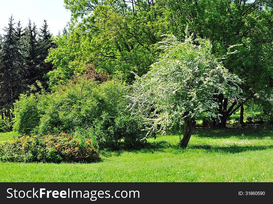 Landscape Park.Flowering tree.