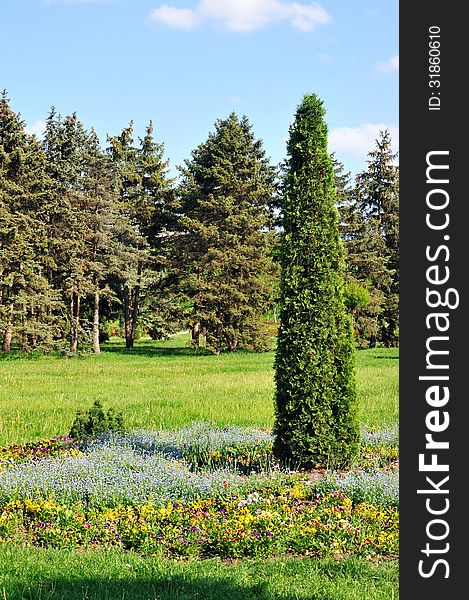 Landscaped park - arborvitae in the flowerbed in sunny day. Landscaped park - arborvitae in the flowerbed in sunny day