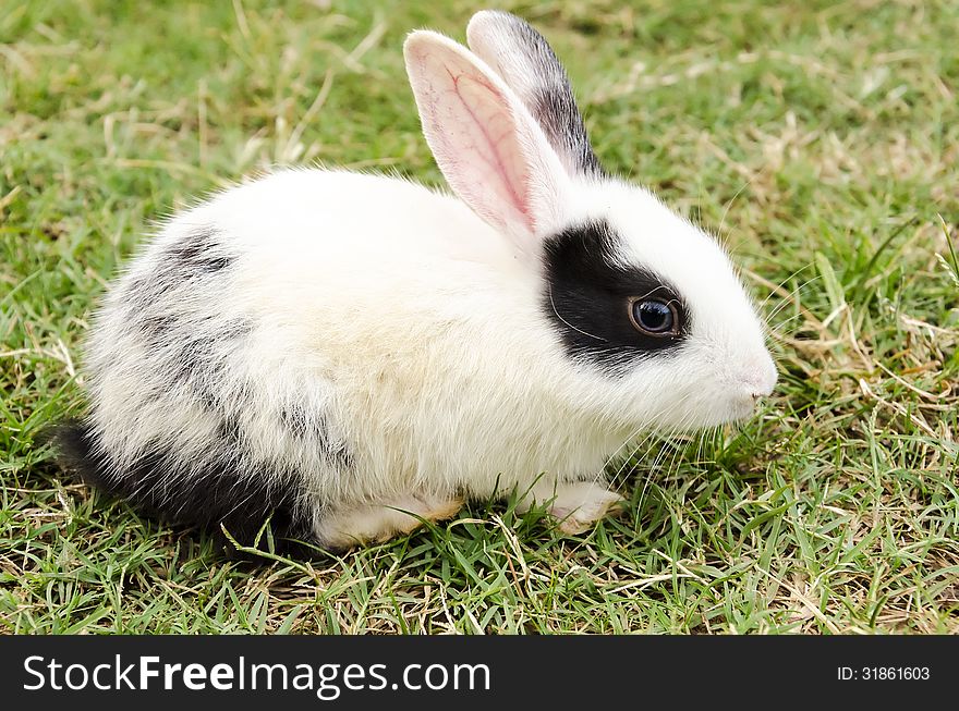 A baby rabbit sniffing around. A baby rabbit sniffing around.