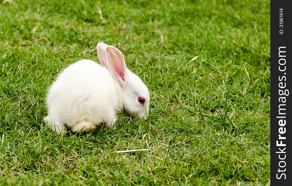 A baby white rabbit sniffing around. A baby white rabbit sniffing around.