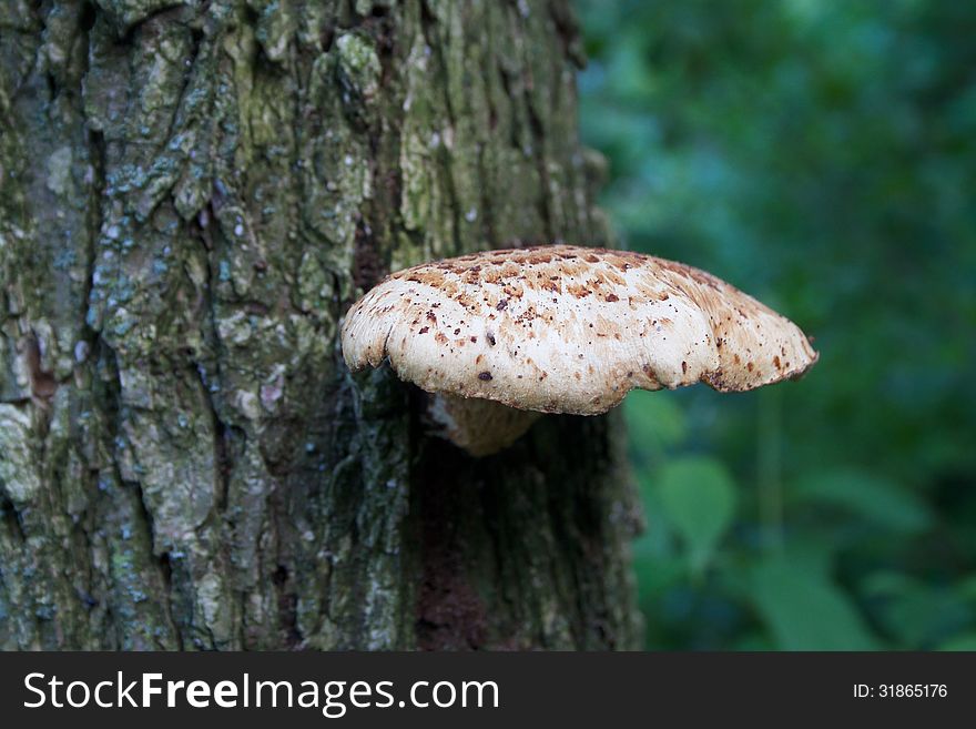 A close up image of a mushroom growing on a tree trunk. A close up image of a mushroom growing on a tree trunk