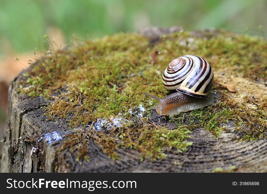 Close-up of a Grove Snail (Cepaea nemoralis) as it slithers across a mossy tree stump. Close-up of a Grove Snail (Cepaea nemoralis) as it slithers across a mossy tree stump.