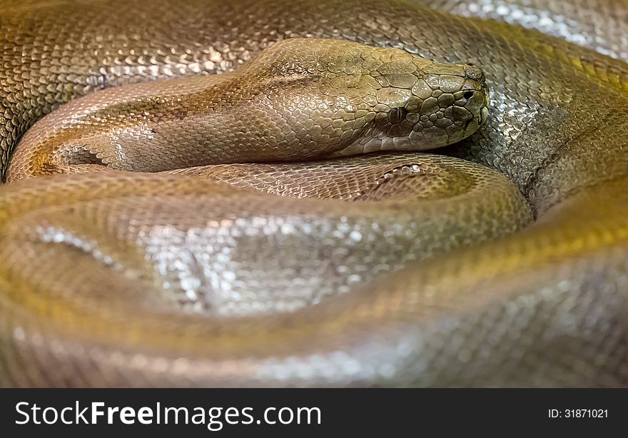 Macro photo of brown snake spiral. Macro photo of brown snake spiral
