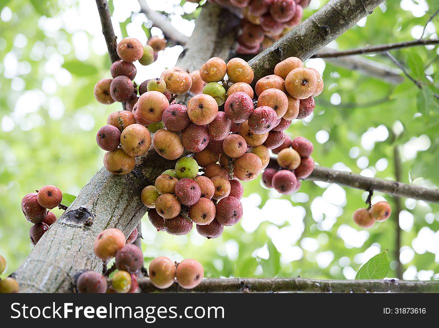 Red Fig Fruit On Tree In Thailand