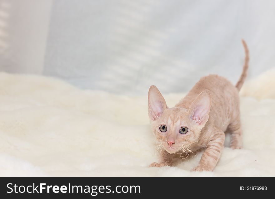 Cute plush red kitten Cornish Rex