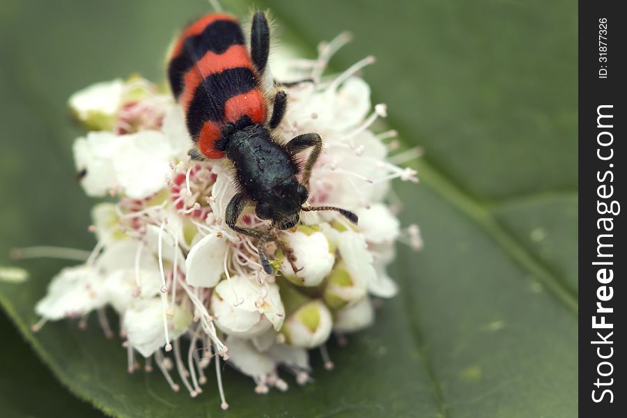 Ambrosia Beetle &x28;lat. Trichodes Apiarius&x29;.