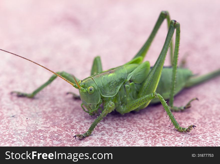 Green grasshopper &#x28;lat Tettigonia viridissima&#x29;.