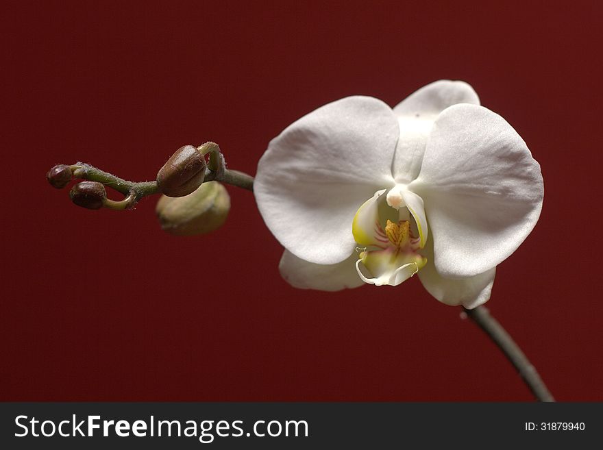 White orchid with a red background.