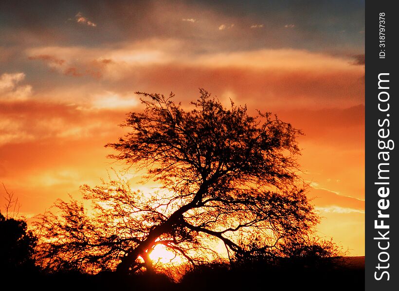 Sunrise behind silhouetted tree colorful orange clouds