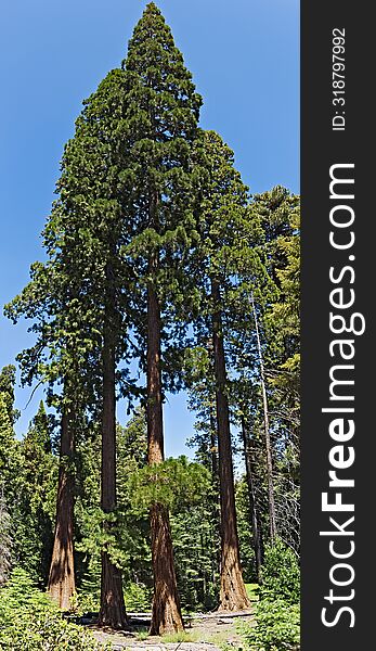 Sequoia red woods forest under a blue sky
