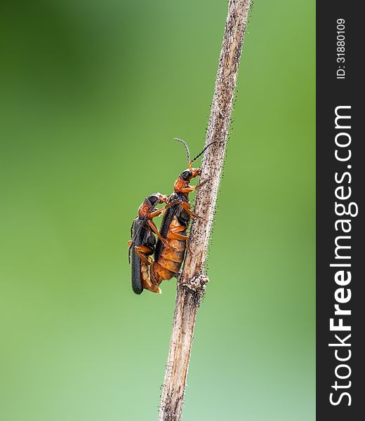 The soldier beetles (Cantharis flavilabris). Mating.