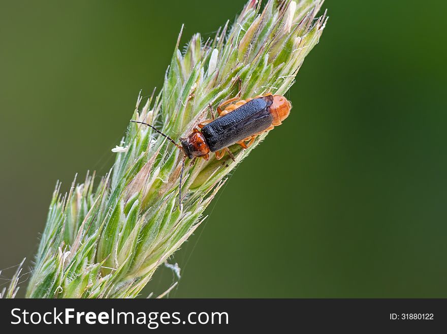 The soldier beetle (Cantharis flavilabris) on a bent.