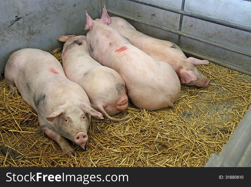 Four Pigs Laying on Straw in a Metal Pen. Four Pigs Laying on Straw in a Metal Pen.