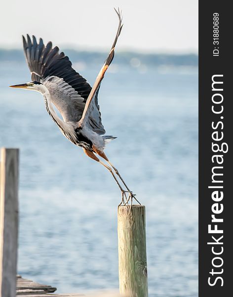 Great blue heron taking off to fly off a pier. Great blue heron taking off to fly off a pier