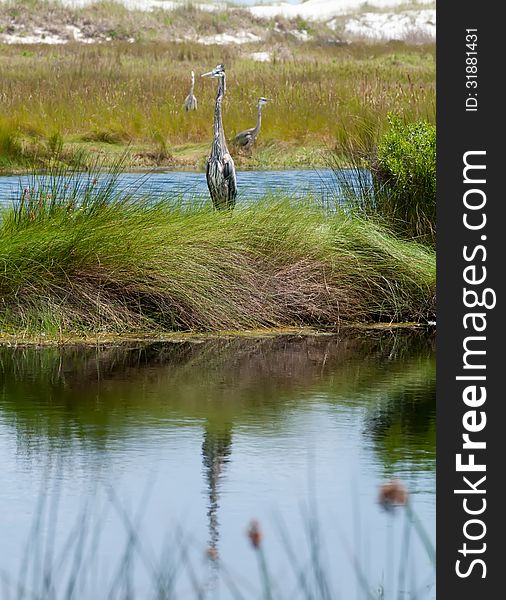 Great blue heron poses in florida wetlands