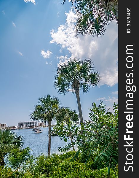 Palm tree scenics at a luxury resort in florida