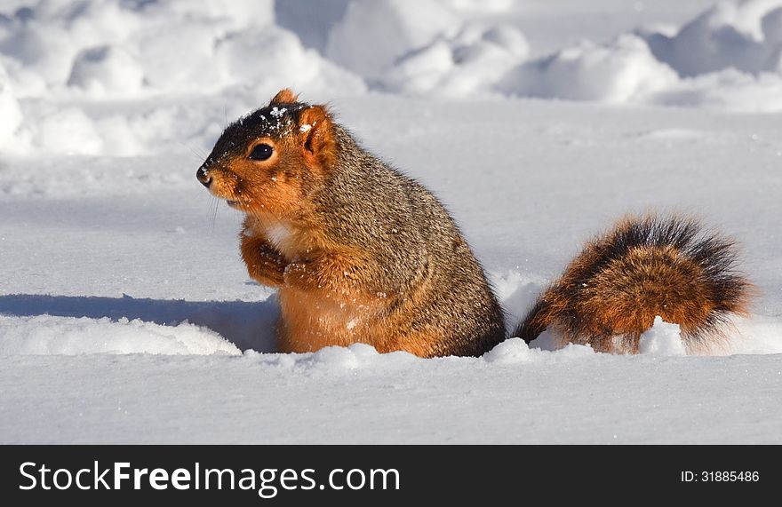 Squirrel in the snow inside a rut in the snow. Squirrel in the snow inside a rut in the snow
