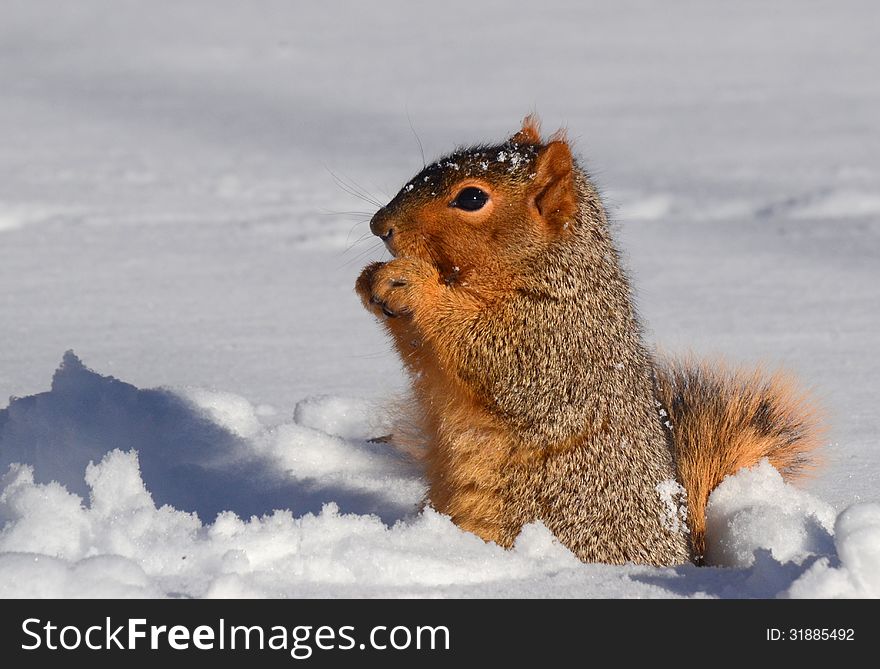 Squirrel In Snow Standing Up Eating