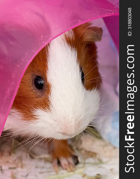 American Guinea Pig, Close Up Of Face
