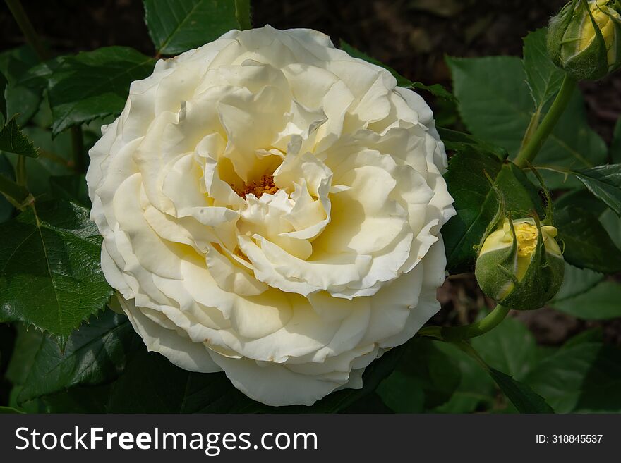 Freshly blooming white rose flowers with cascading petals. Rose & x28 Rosa chinensis Jacq.& x29  is an evergreen or semi-evergreen low shrub of the Rosaceae family. It is named after the flowers that can be seen all year round, regardless of spring, summer, autumn and winter. It is also named & x22 Yueyuehong& x22  and & x22 Periwinkle& x22  because it blooms almost once a month.