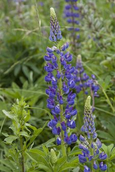 Lupine In The Grass Field Stock Photography