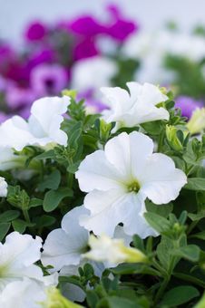 Beautiful White Petunia Flowers. Royalty Free Stock Image Beautiful White Petunia Flowers. Royalty Free Stock Image
