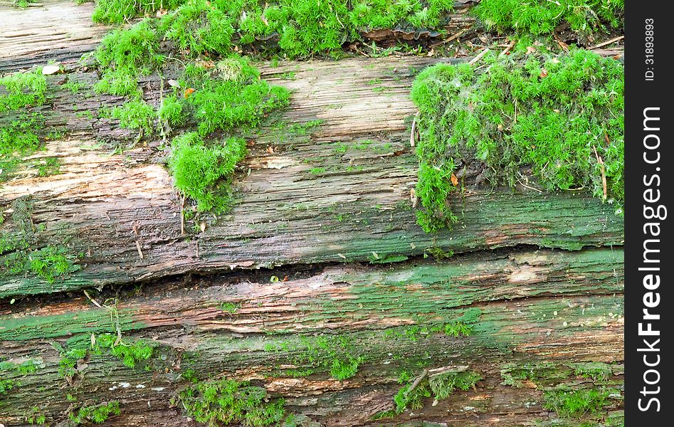 Wood covered with moss. background