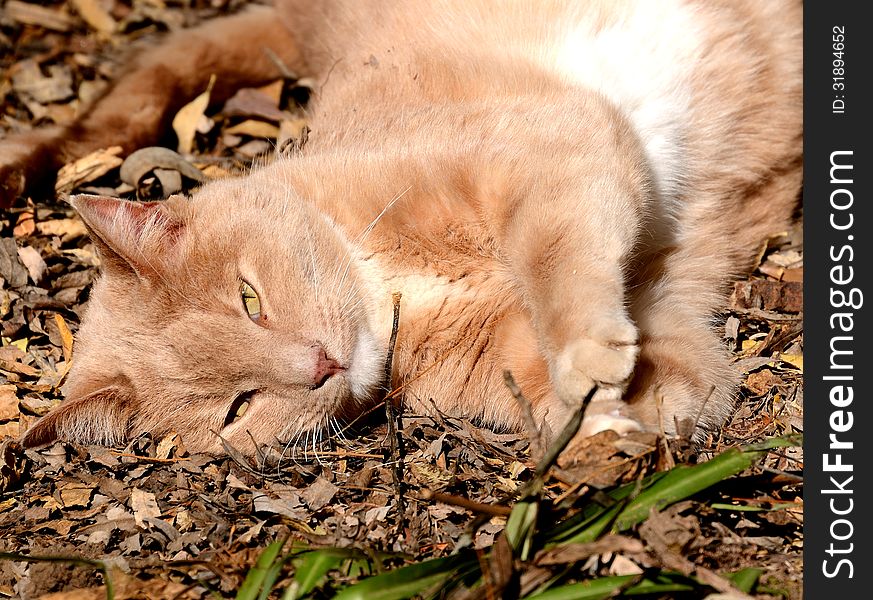 Domestic Cat (Felis Catus) rolling in leaves Magaliesberg South Africa. Domestic Cat (Felis Catus) rolling in leaves Magaliesberg South Africa