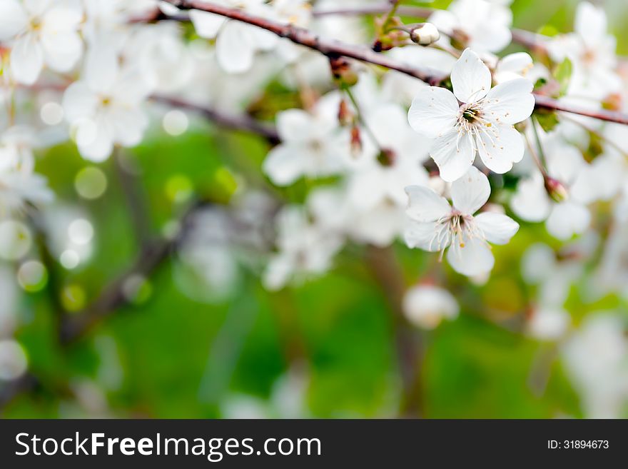 The Blossoming Branch Of A Cherry.