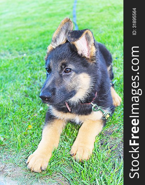 Cute German Shepherd Dog in the meadow. Cute German Shepherd Dog in the meadow