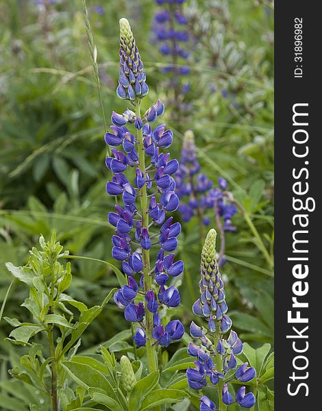 Lupine In The Grass Field